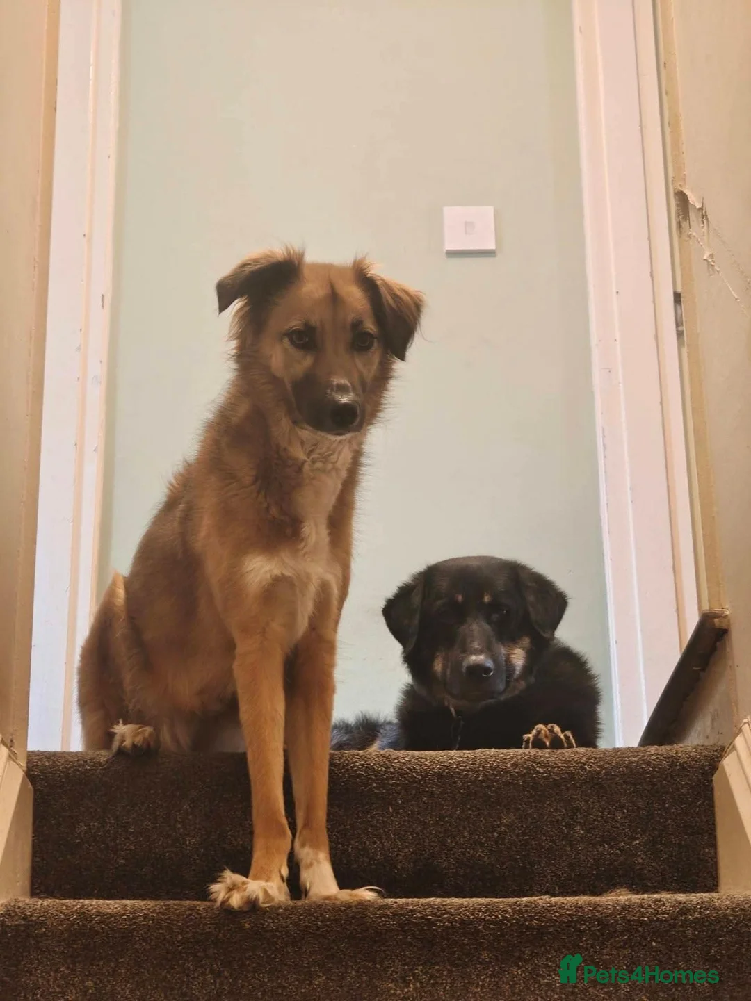 Mixed Breed dogs for adoption: Meet Odysseus, currently residing in Suffolk  in Stowmarket - Advert 5