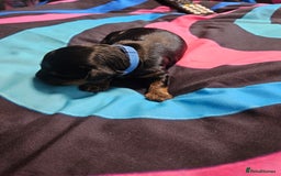 Cockapoo dogs for sale: F2 cockapoo boys 1 left available  - Advert 8