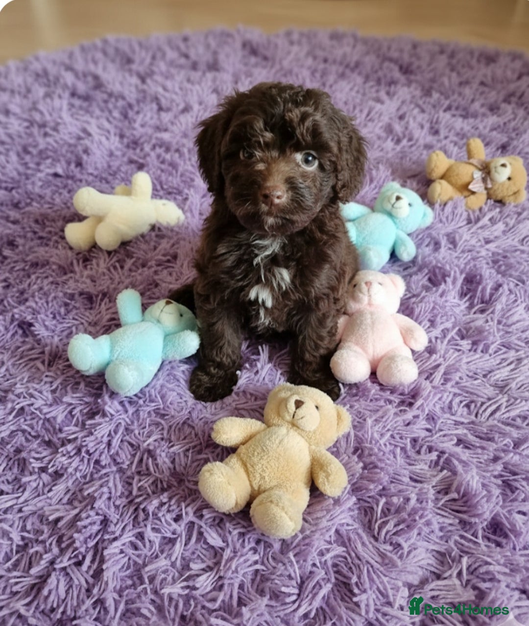 Cockapoo dogs for sale: Cockapoo puppies - Advert 27