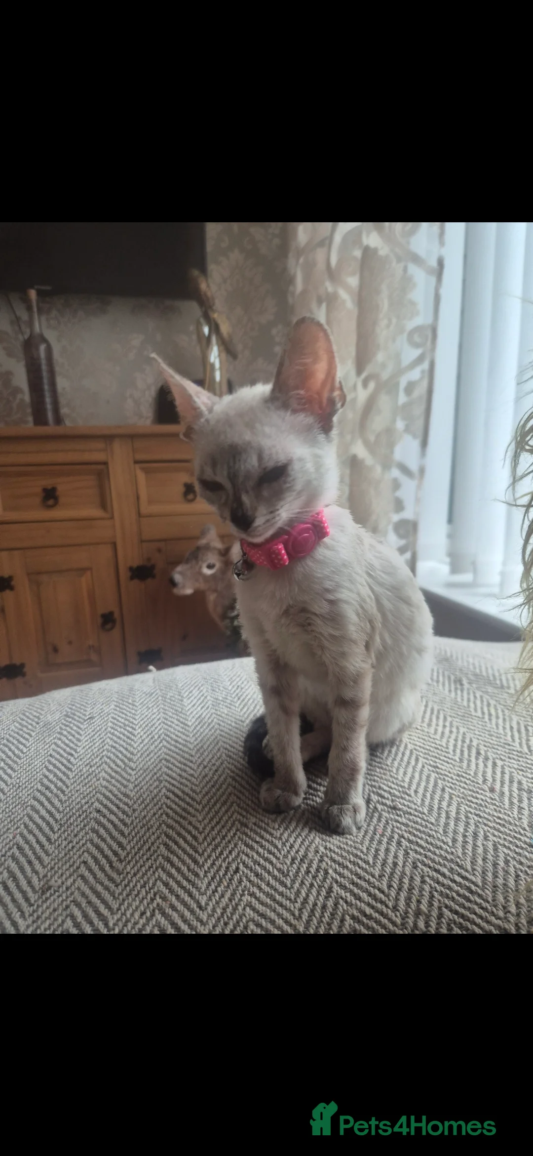 Siamese cats for sale: Siamese kitten  - Advert 3