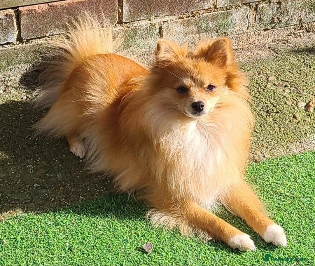 Pomeranian dogs 2 puppy boy - Advert 1