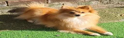 Pomeranian dogs for sale: 2 puppy boy - Advert 1