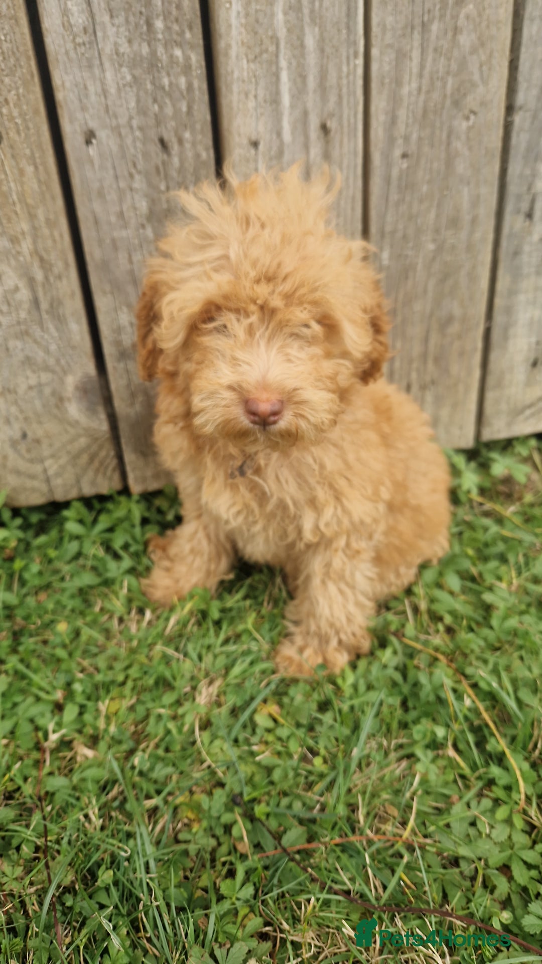 Cavapoo dogs for sale: 1 Girl Remaining ⭐️ Reduced ⭐️ F1b Cavapoos ⭐️ - Image 11