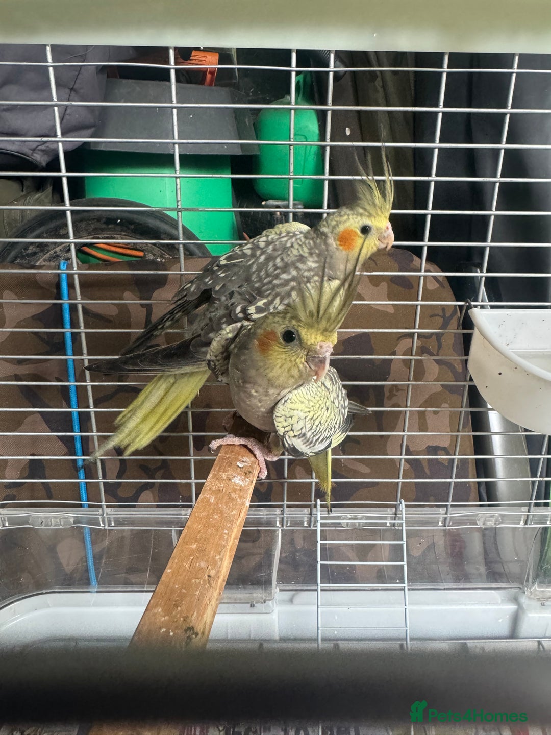 Cockatiels birds for sale: Baby cockatiels  - Image 10