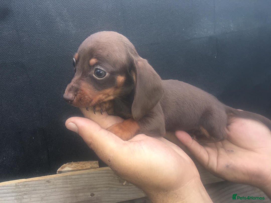 Dachshund dogs for sale: Ready now 5 miniature dashound    - Image 8