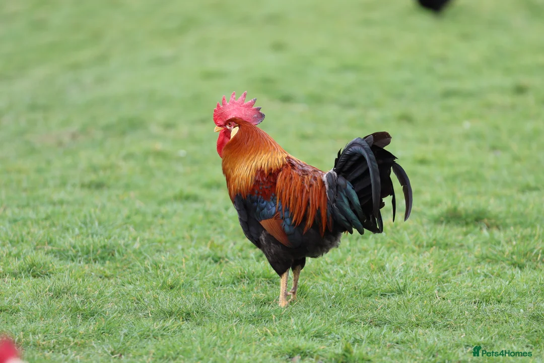 Chickens poultry for sale: Excellent Leghorn cockerals  - Advert 2