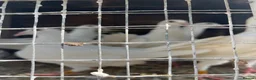 Pigeons birds for sale: WHITE RACING PIGEON  - Advert 2