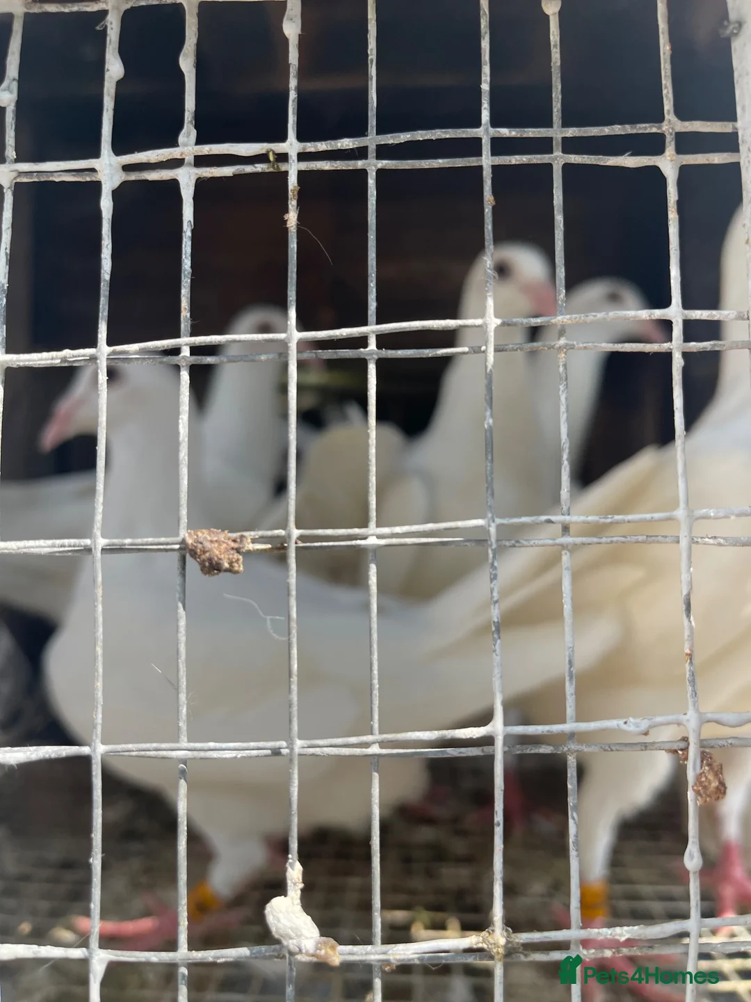 Pigeons birds for sale: WHITE RACING PIGEON  - Advert 2