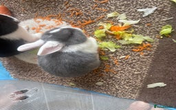 Mixed Breed rabbits for sale: Mixed breed - Image 3