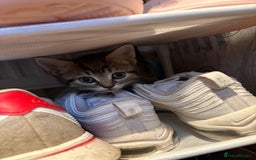British Shorthair cats for sale: Tabby kittens looking for loving home  - Image 4
