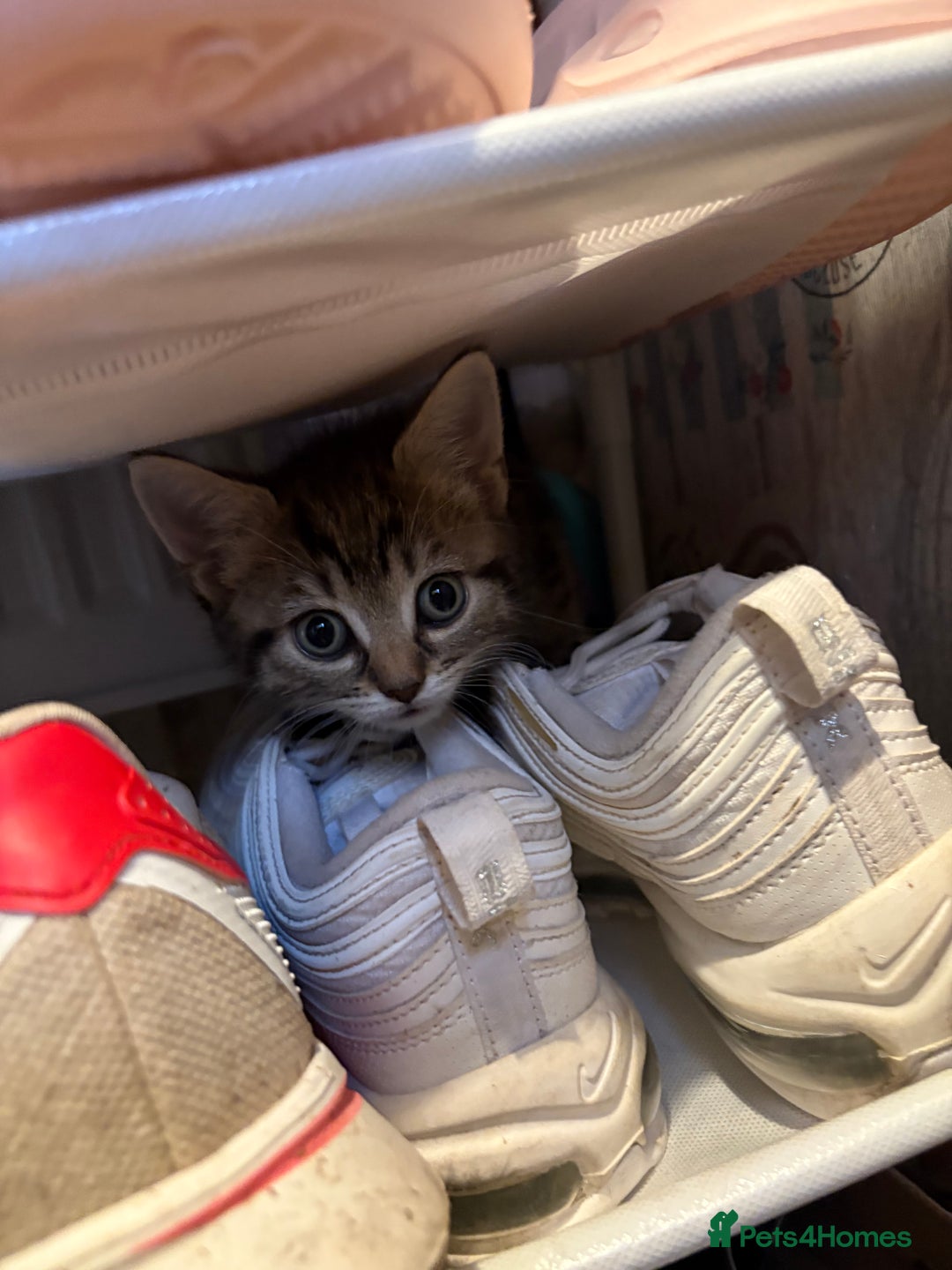 British Shorthair cats for sale: Tabby kittens looking for loving home  - Image 4
