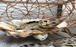 Bengal cats for sale: Gorgeous Pure Bengal Kittens Ready To Go! ❤️ - Image 21