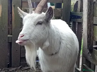 Goats livestock Special Pair of Pygmy Goats – Loving Home Wanted - Advert 11