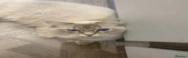 Ragdoll 2