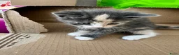 Mixed Breed cats for sale: Beautiful Persian Mix Kittens – 4 Boys & 3 Girls - Advert 6