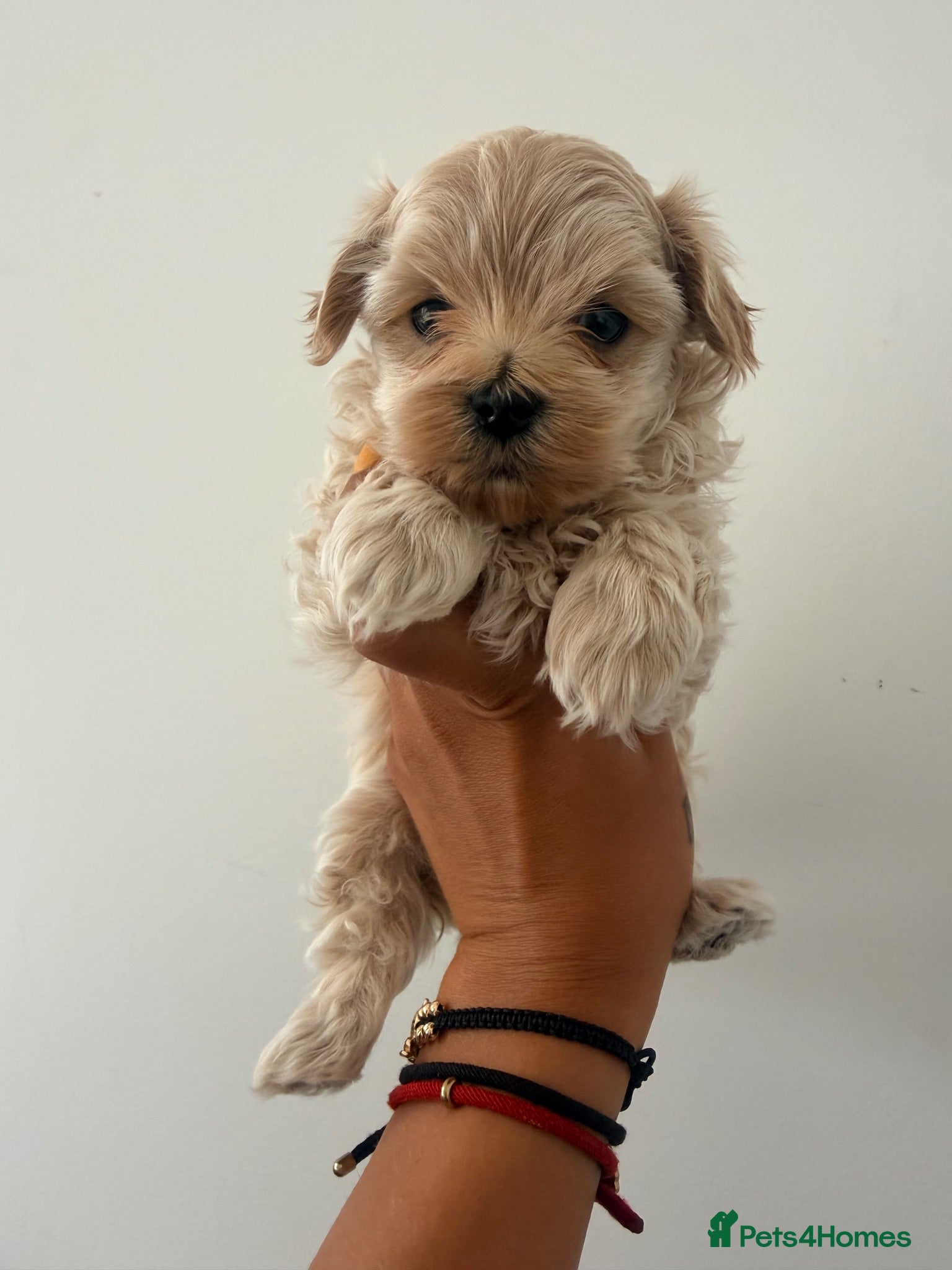 Maltipoo dogs Beautiful Maltipoo Puppies - Advert 7