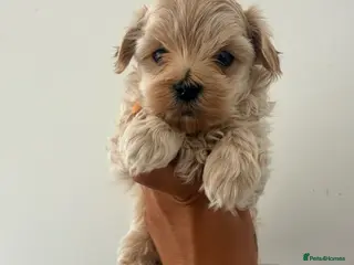 Maltipoo dogs Beautiful Maltipoo Puppies - Advert 7