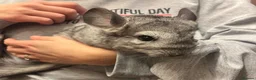 Chinchilla rodents for sale: Adorable female chinchilla kits - dorset  - Advert 12