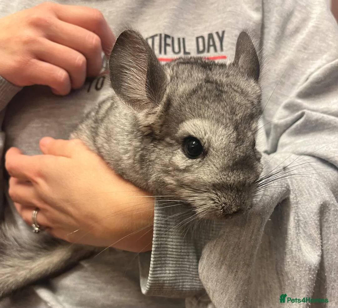 Chinchilla rodents for sale: Adorable female chinchilla kits - dorset  - Advert 12