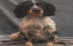 Cocker Spaniel dogs for sale: working cocker spaniel puppies for sale - Image 2