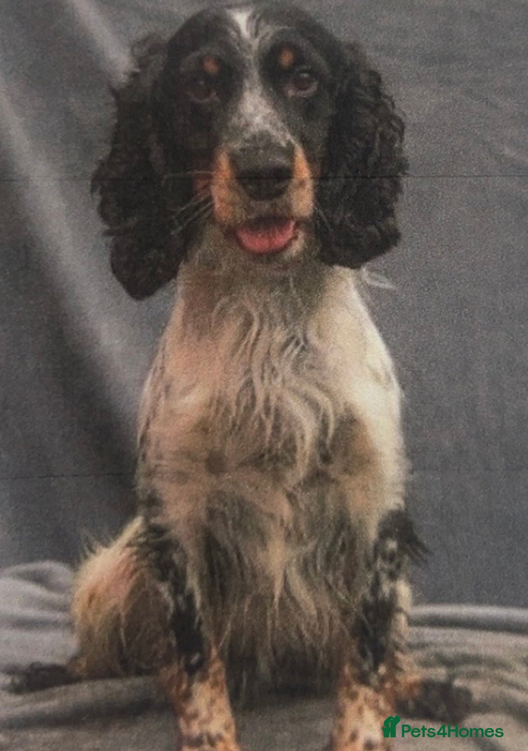 Cocker Spaniel dogs for sale: working cocker spaniel puppies for sale - Image 2