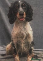 Cocker Spaniel dogs - Advert 11
