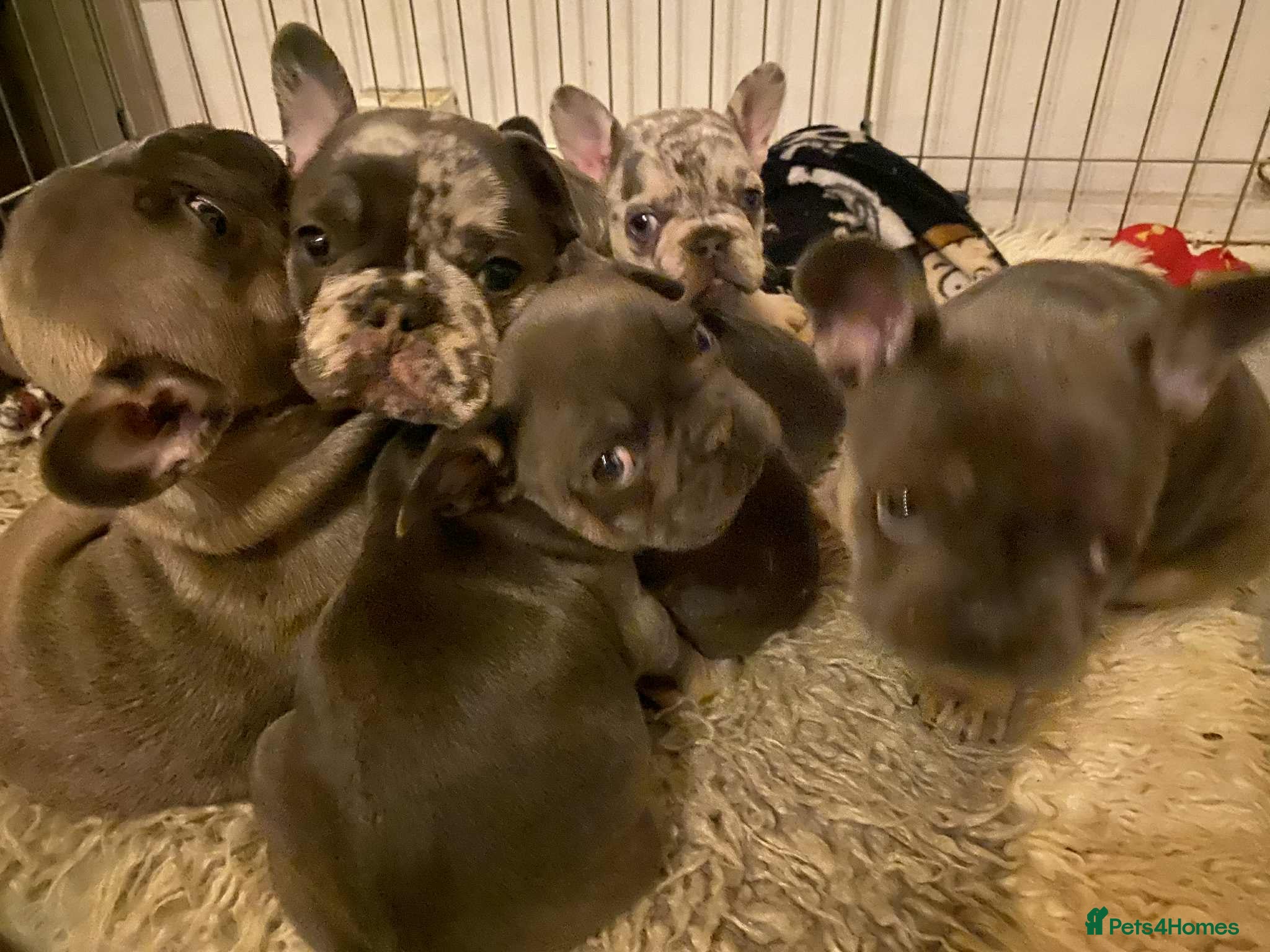 French Bulldog dogs Fawn Merle French Bulldog Puppies for sale - Advert 13