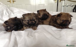 Pomeranian dogs for sale: XS Kc reg quality Pomeranian puppies  - Image 18