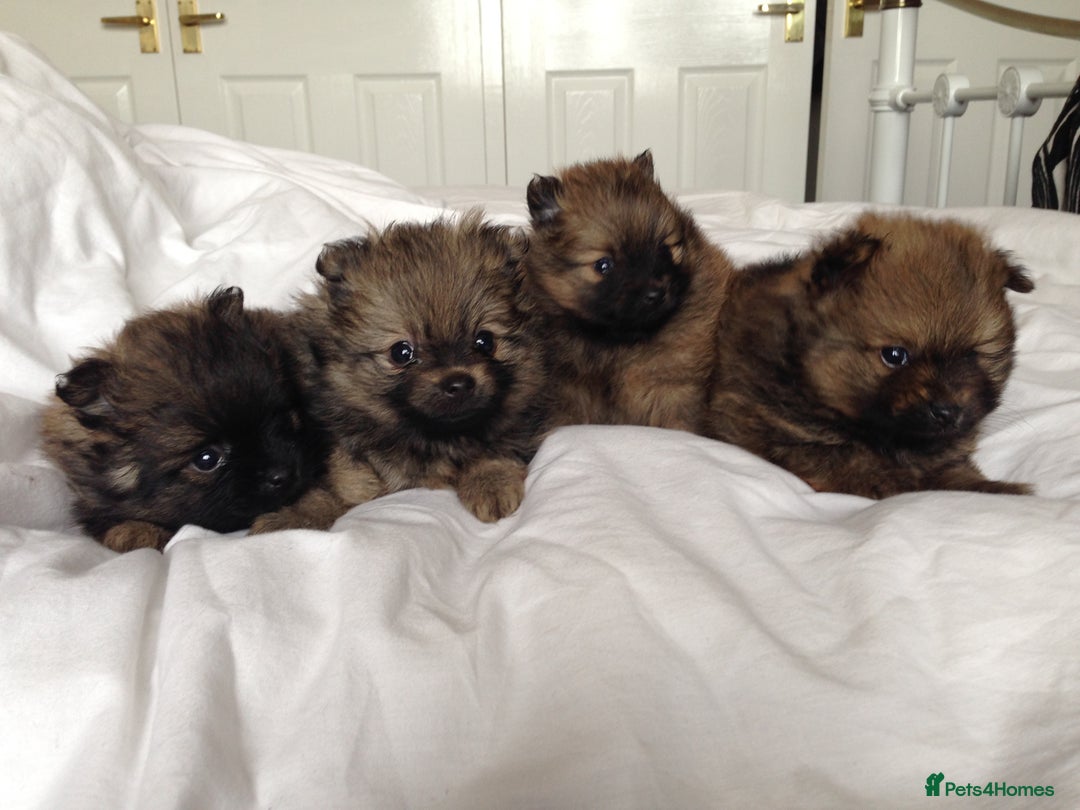 Pomeranian dogs for sale: XS Kc reg quality Pomeranian puppies  - Image 18