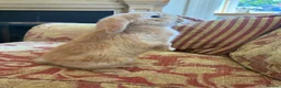 Mini Lop rabbits for sale: Ginger Mini Lop Baby in Dunblane - Advert 3