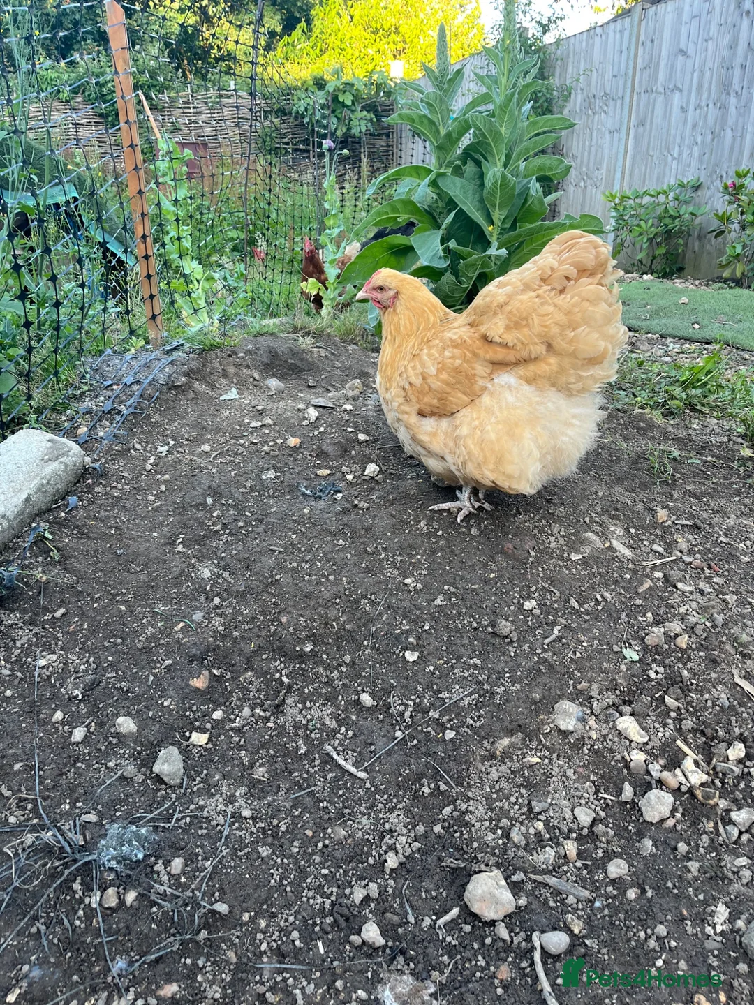 Chickens poultry for sale: Buff Orpington  - Advert 2