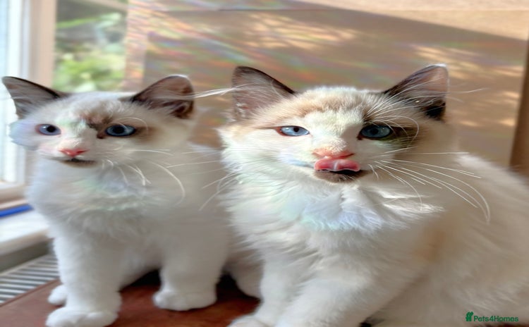 Ragdoll cats - Advert 2