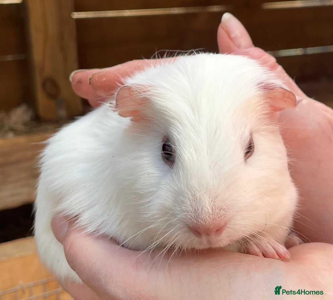 Guinea Pig rodents Baby sow/girl guinea pigs babies - Advert 18