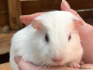 Guinea Pig rodents Baby sow/girl guinea pigs babies - Advert 18