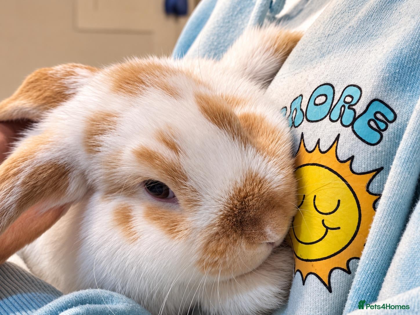 Mini Lop rabbits ADORABLE MALE MINI LOP 🐰 🏡 (Toylet trained) - Advert 2