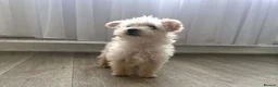 Westiepoo dogs for sale:  Gorgeous 10-Week-Old Westiepoo Boy  - Advert 6