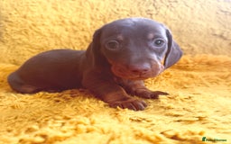 Dachshund dogs for sale: dachshund puppies  - Image 19