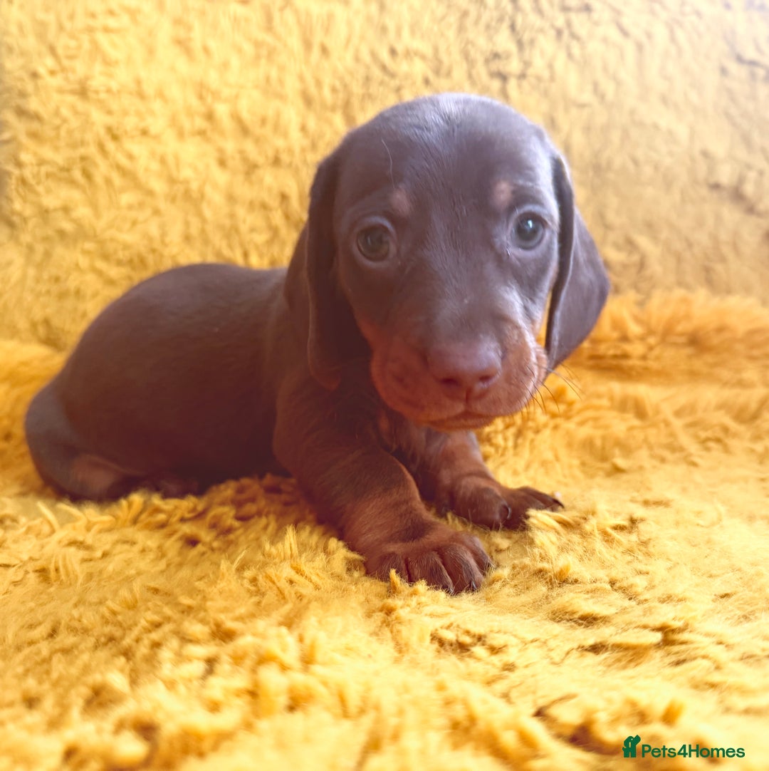 Dachshund dogs for sale: dachshund puppies  - Image 19