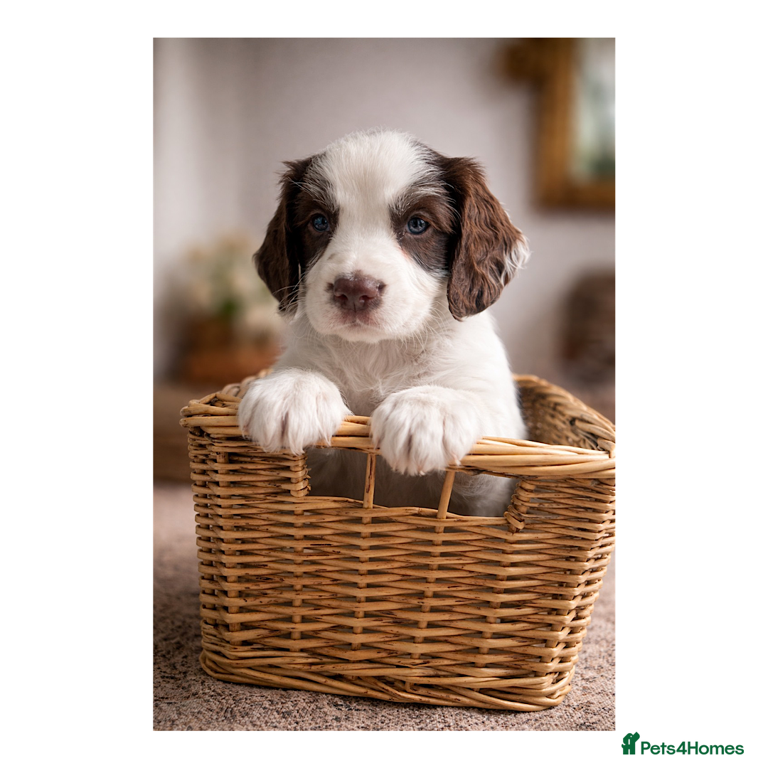 English Springer Spaniel dogs KC Working Springer Spaniel Puppies 1 boy left - Advert 3