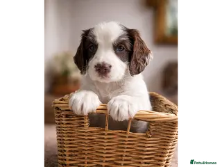 English Springer Spaniel dogs KC Working Springer Spaniel Puppies 1 boy left - Advert 3