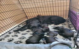 Sprocker dogs for sale: Sprocker puppies - Image 7