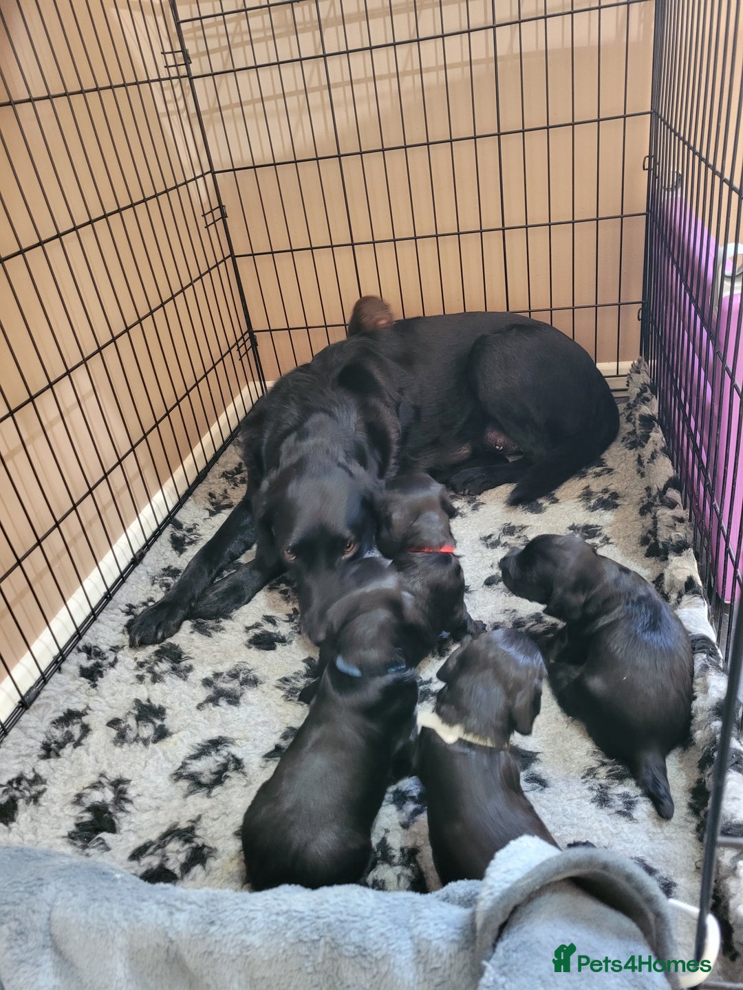 Sprocker dogs for sale: Sprocker puppies - Image 7