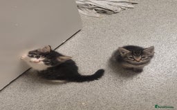 British Longhair cats for sale: Kittens  - Image 11