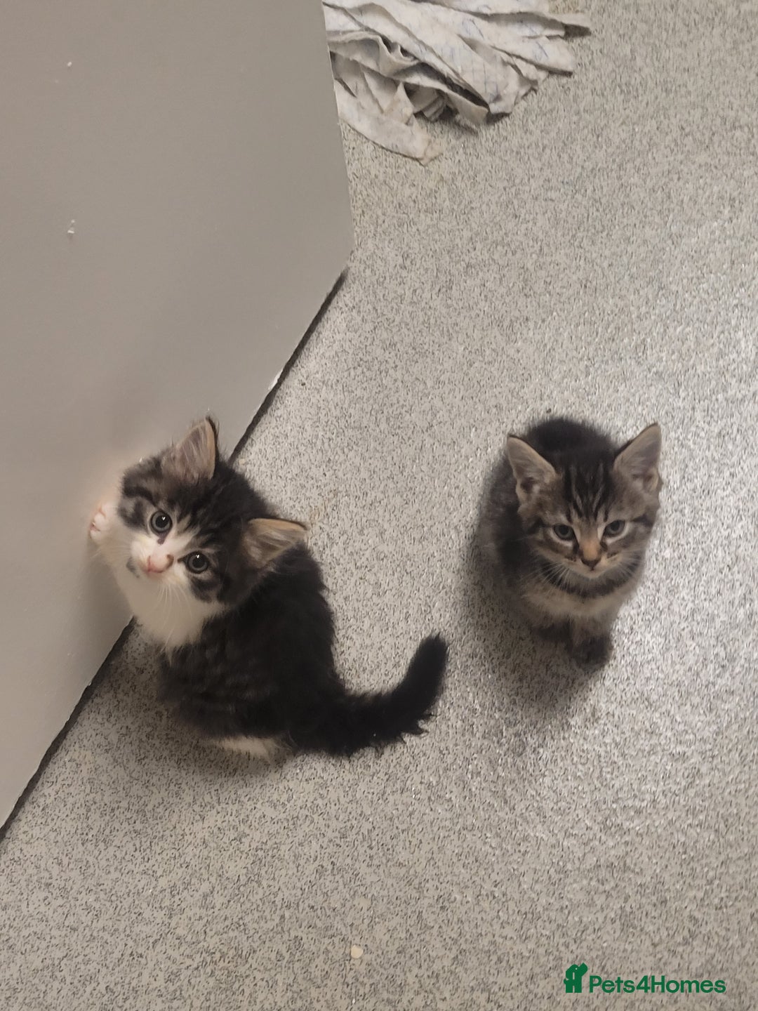 British Longhair cats for sale: Kittens  - Image 11