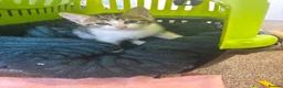 Mixed Breed cats for sale: Male kitten  - Advert 5