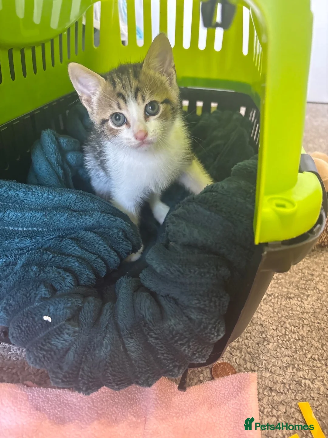 Mixed Breed cats for sale: Male kitten  - Advert 5