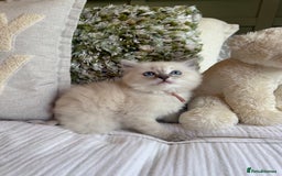 Ragdoll cats for sale: True to type, pure Ragdolls Kittesn - Image 19