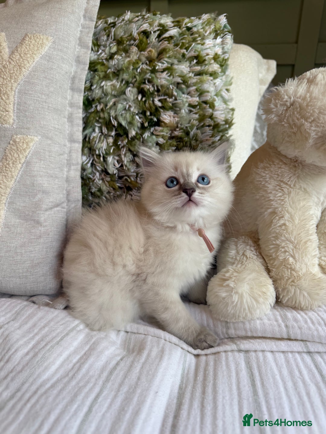 Ragdoll cats for sale: True to type, pure Ragdolls Kittesn - Image 19