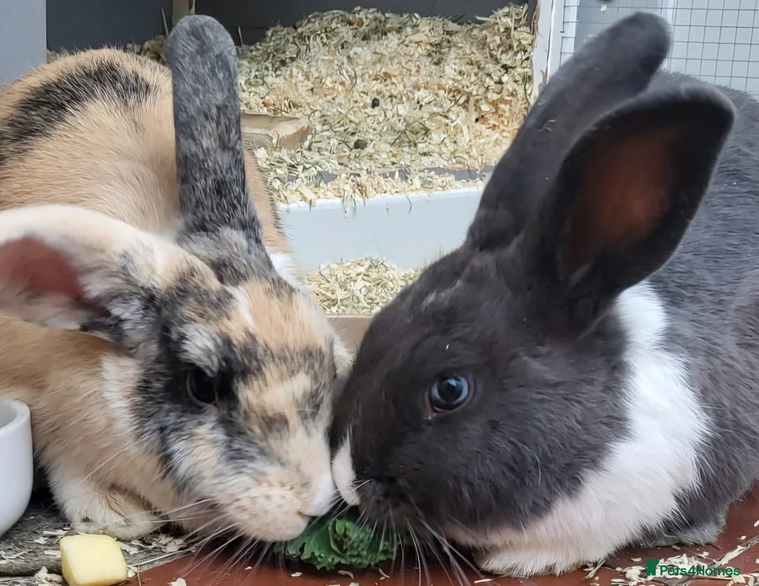 Mixed Breed rabbits for sale: Two rabbits for adoption - Advert 1