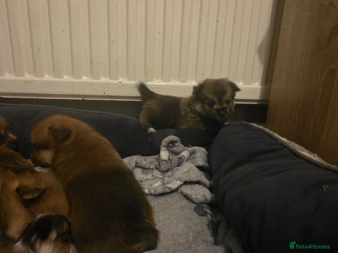 Mixed Breed dogs for sale: Yorkie-pom puppies  - Image 16